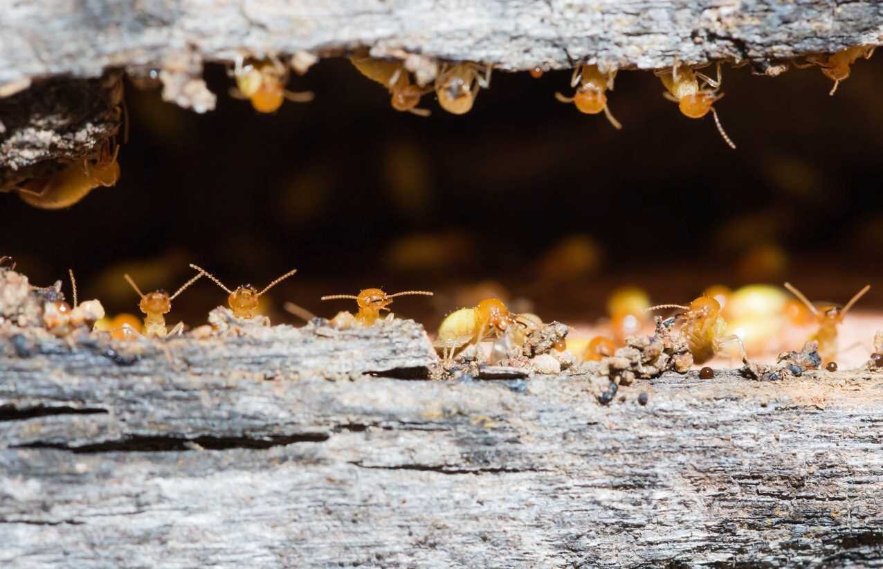 Essential Termite Inspection Guide for Homebuyers in Aliso Viejo